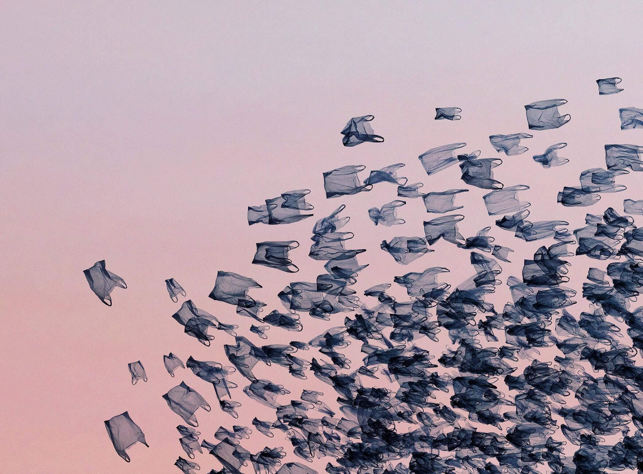 Alain Delorme / Murmurations / Photography / 2013