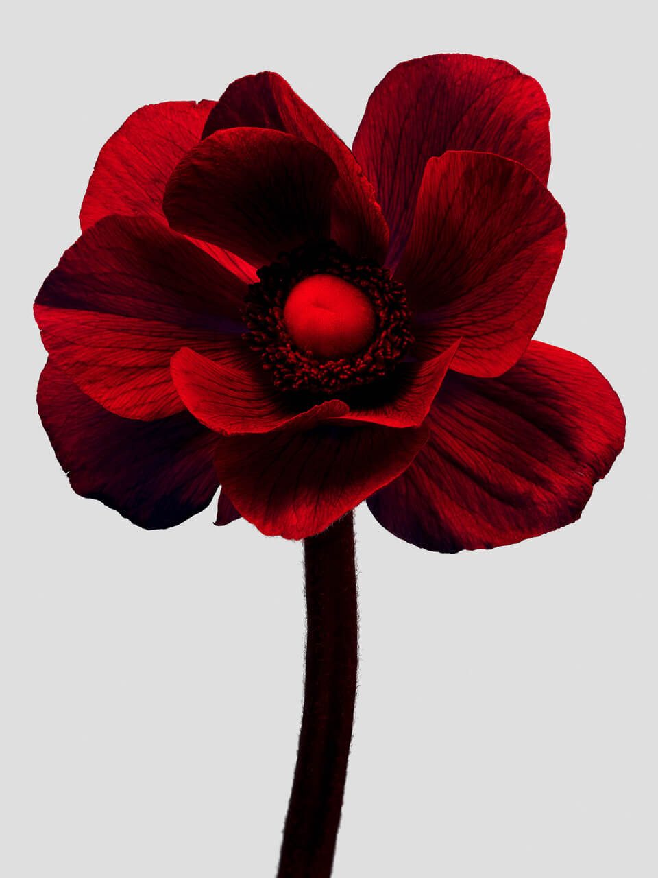 Sam Hofman / Rouge Anemone / Photography / 2023